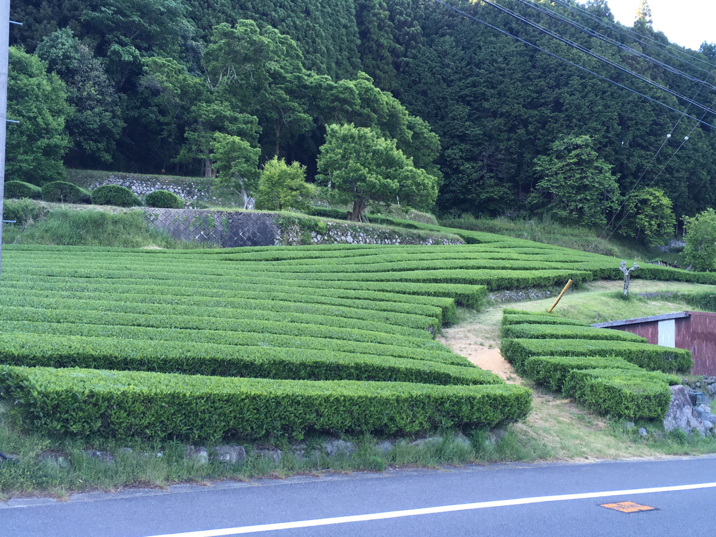 松田米穀店の茶畑です。