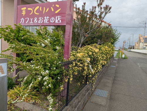 花ざかりです