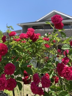 バラが咲いた