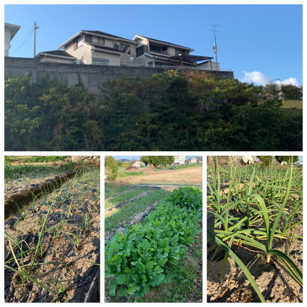 大きく育ってます