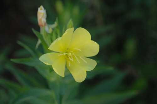 evening-primrose-3393916_640.jpg