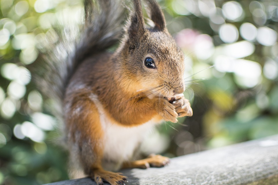 squirrel-2371509_960_720.jpg