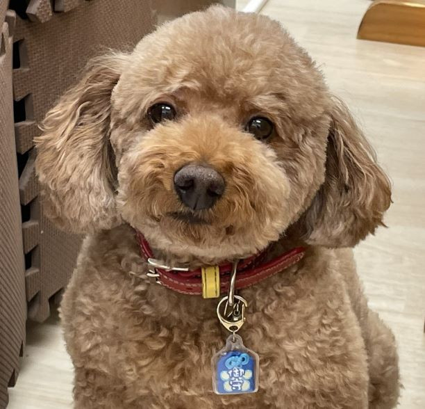 看板犬　クー助