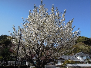 海宝院の桜