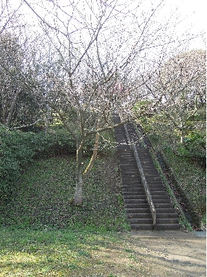逗子　桜山中央公園標準木の様子