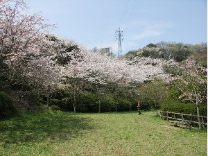 ２００９年桜山中央公園の画像