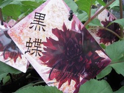 深紅のダリア 黒蝶 こくちょう ４ ５号鉢 寒川の花屋 千秋園 せんしゅうえん