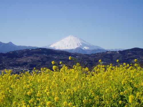 富士山菜の花A.JPG