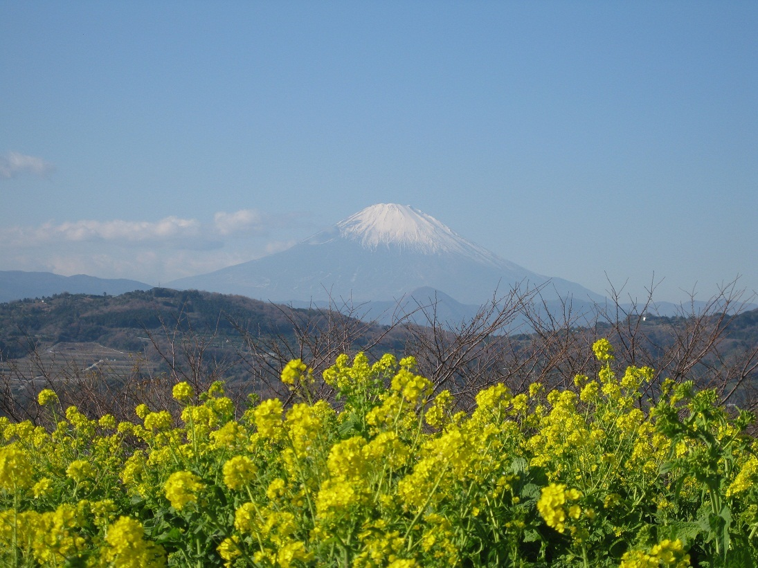 神奈川県二宮町の吾妻山（標高136ｍ、JR東海道二宮駅から頂上まで15分）は都心から1時間程度のところにあります。頂上からは富士山、相模湾が一望できます。国土交通省の富士見百選にも選ばれています。