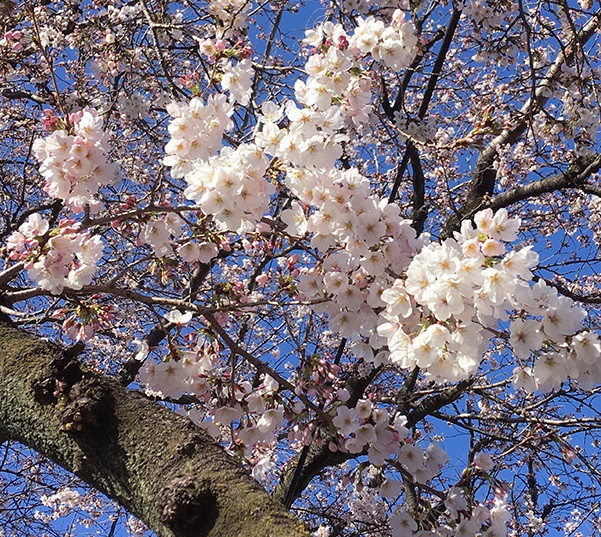 REDMOON POP UP SHOP　2026年3月18日～3月31日　　　　　　　　　　　　　　　　@丸善 日本橋店 地下特設会場