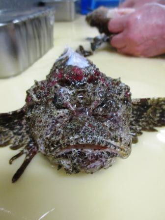 瀬戸内海で捕れた活オコゼを生け簀からすくってお料理します！！