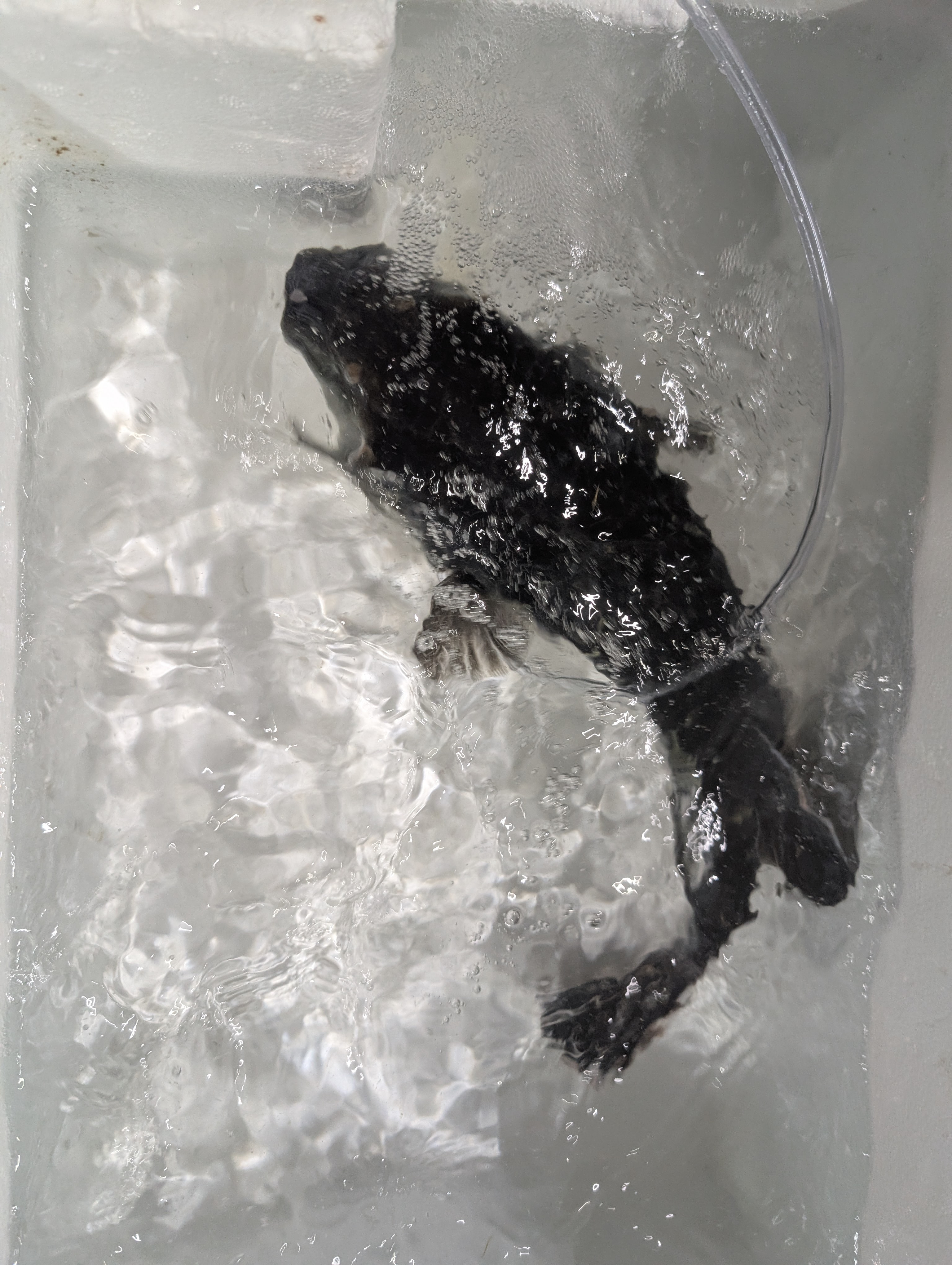 三重県天然トラフグ