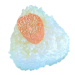 たらこ-removebg-preview.png