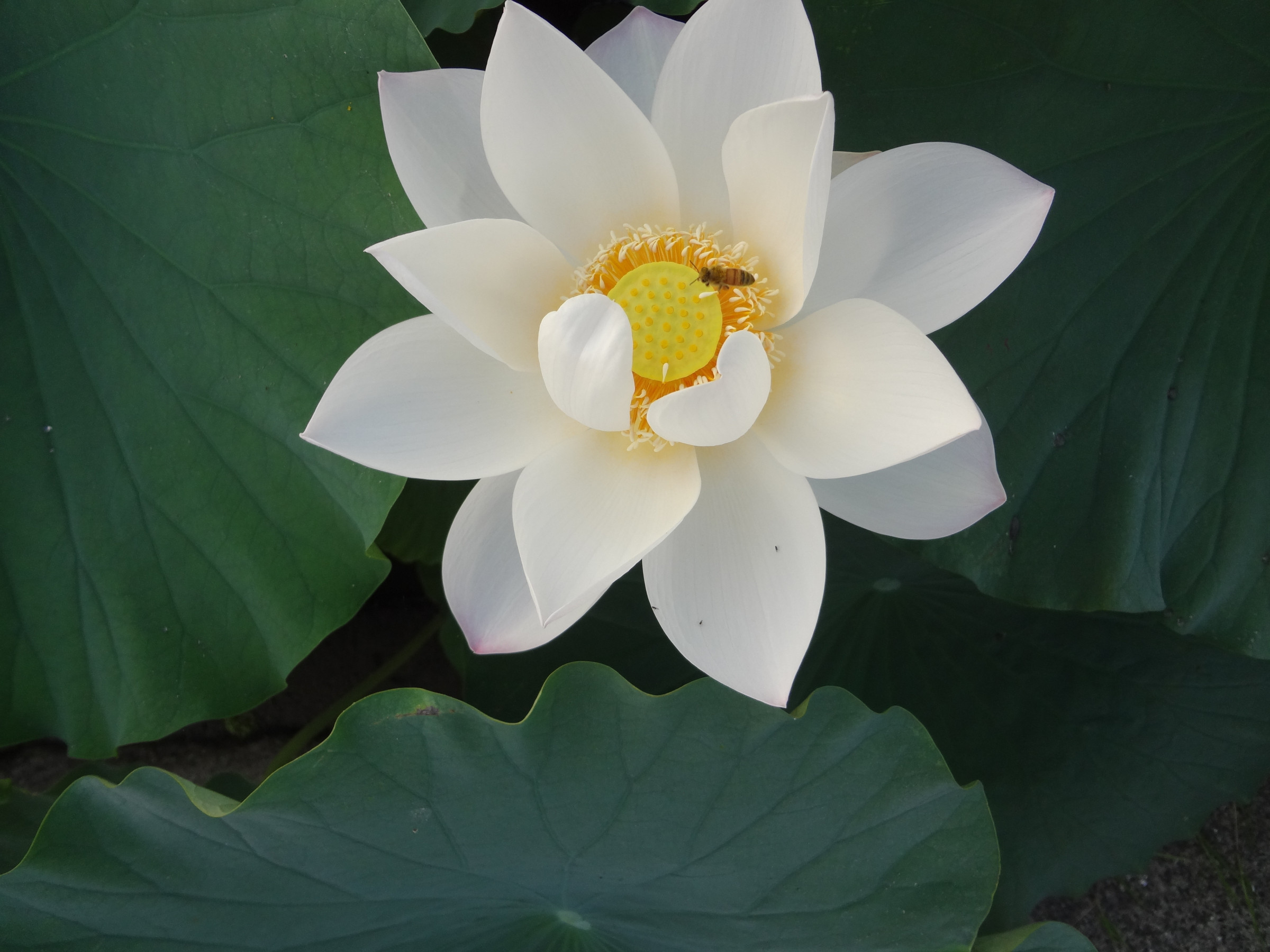 白花