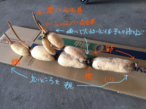桃太郎れんこん