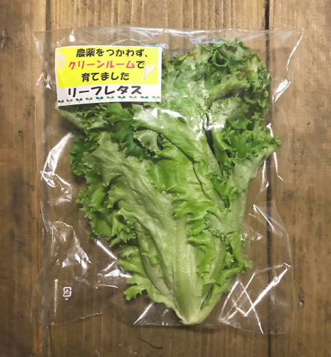 08.リーフレタス.png