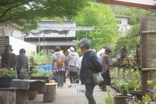 2019年4月の山野草展示会