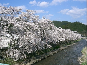 美甘宿場桜