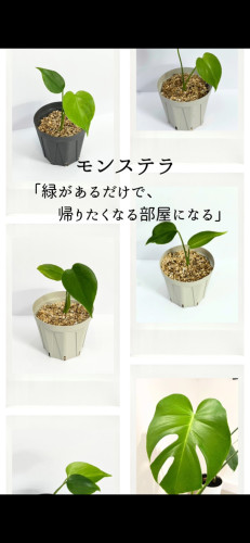 観葉植物1.jpg