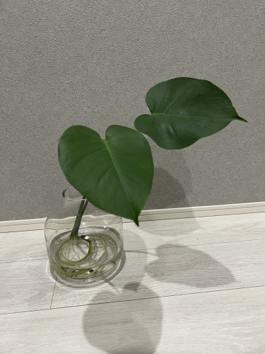 観葉植物2.jpg