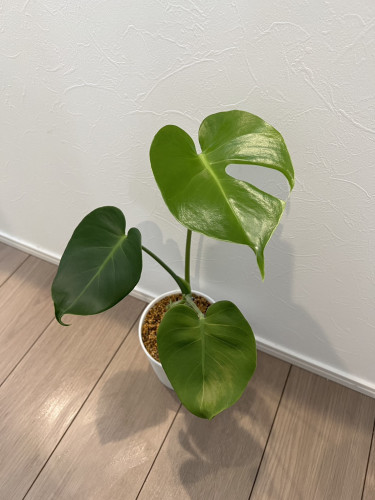 観葉植物3.jpg