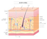 コンテンツ「皮膚・筋膜の重要性とは？｜痛みや動きの改善に欠かせない「体のつながり」を修正いたしました 