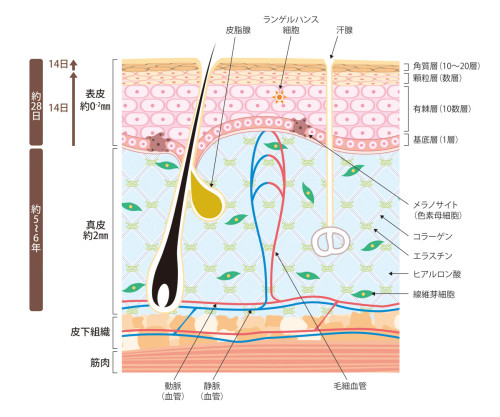 皮膚の構造.jpg