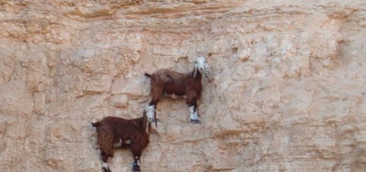 goat_climber001-520x245.jpg