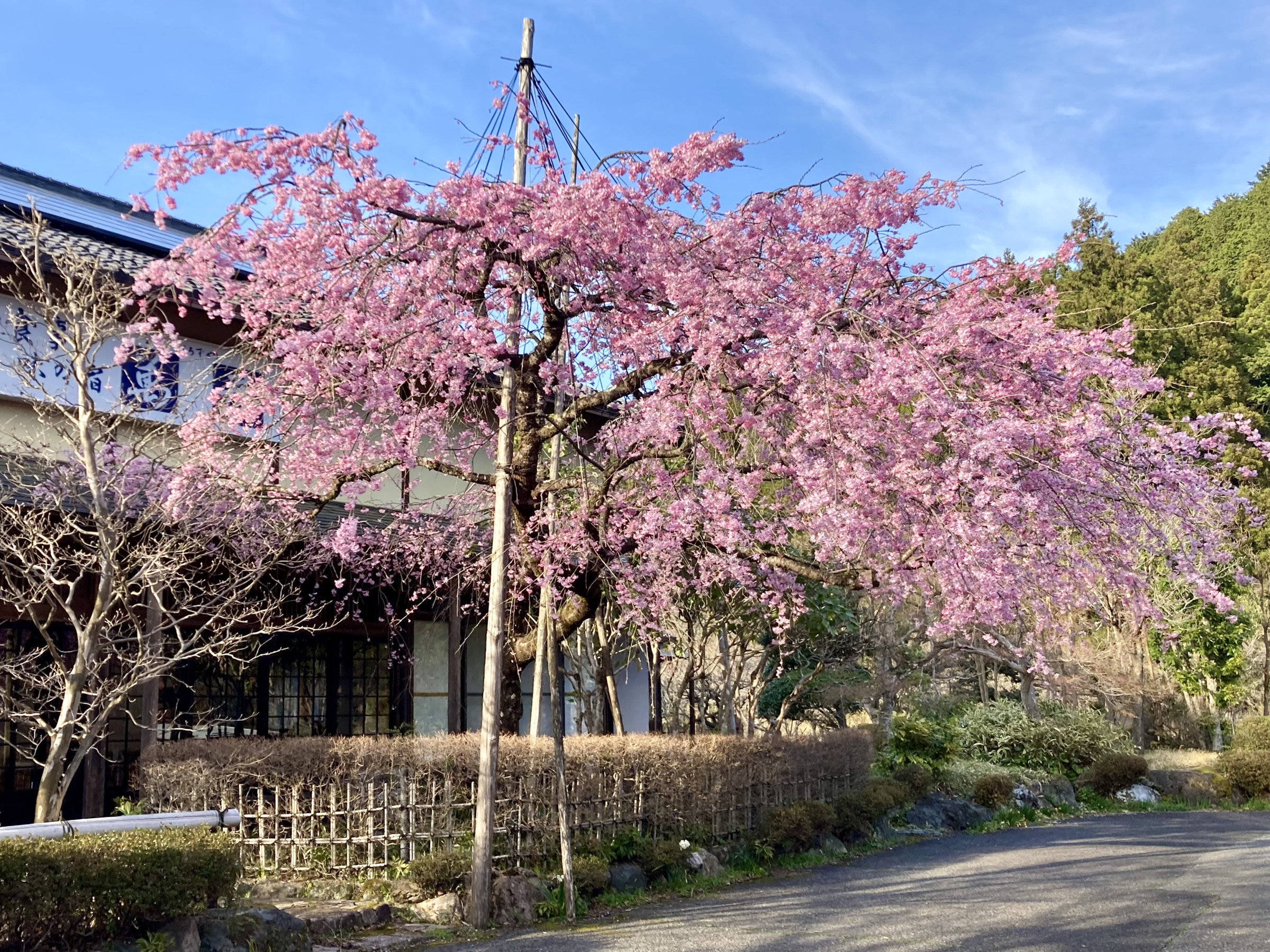 春にはしだれ桜が綺麗に咲きます