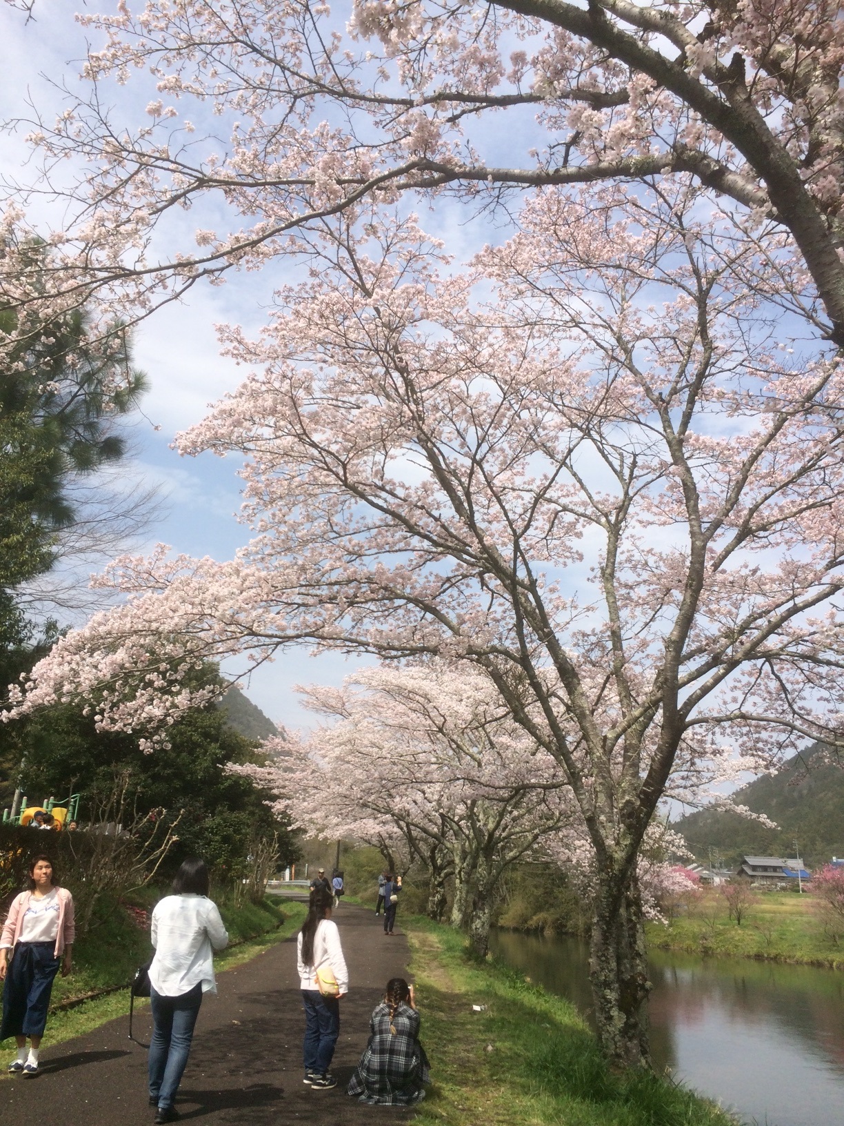 道の駅平成前、津保川沿いの桜