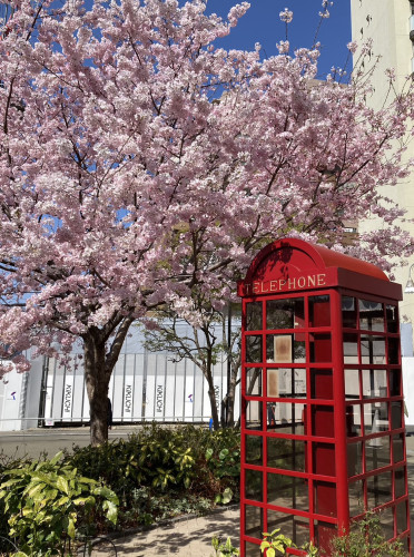 🌸桜の咲く季節🌸
