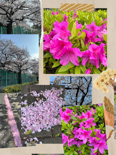 桜からつつじへ  〜色の音、音の色〜