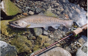 画像は恵那漁協管内の支流で釣れたあまご