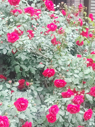 IMG_20220522_094048.jpg