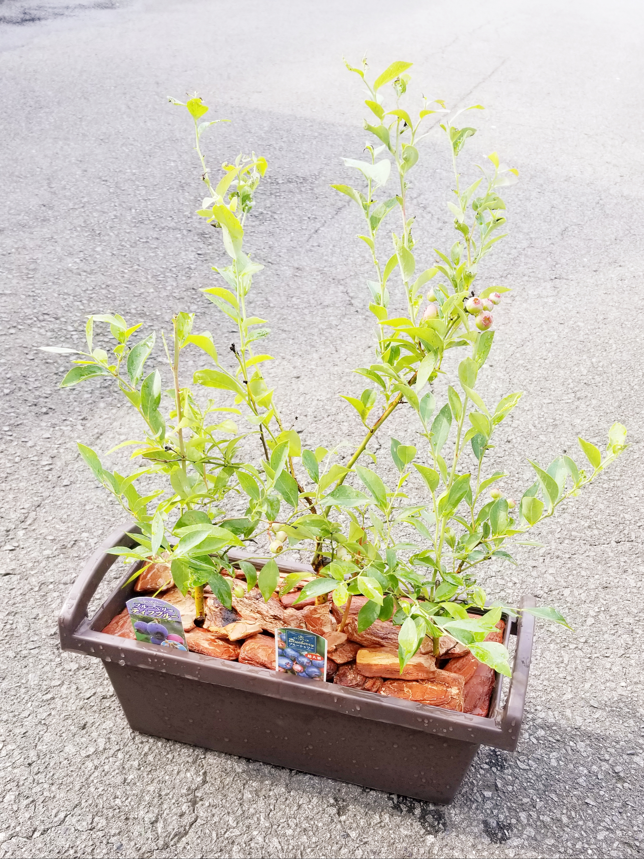 ブルーベリーの寄せ植え 有 ガーデン甲斐 山梨 甲州市の花屋 花束 ブーケ アレンジ