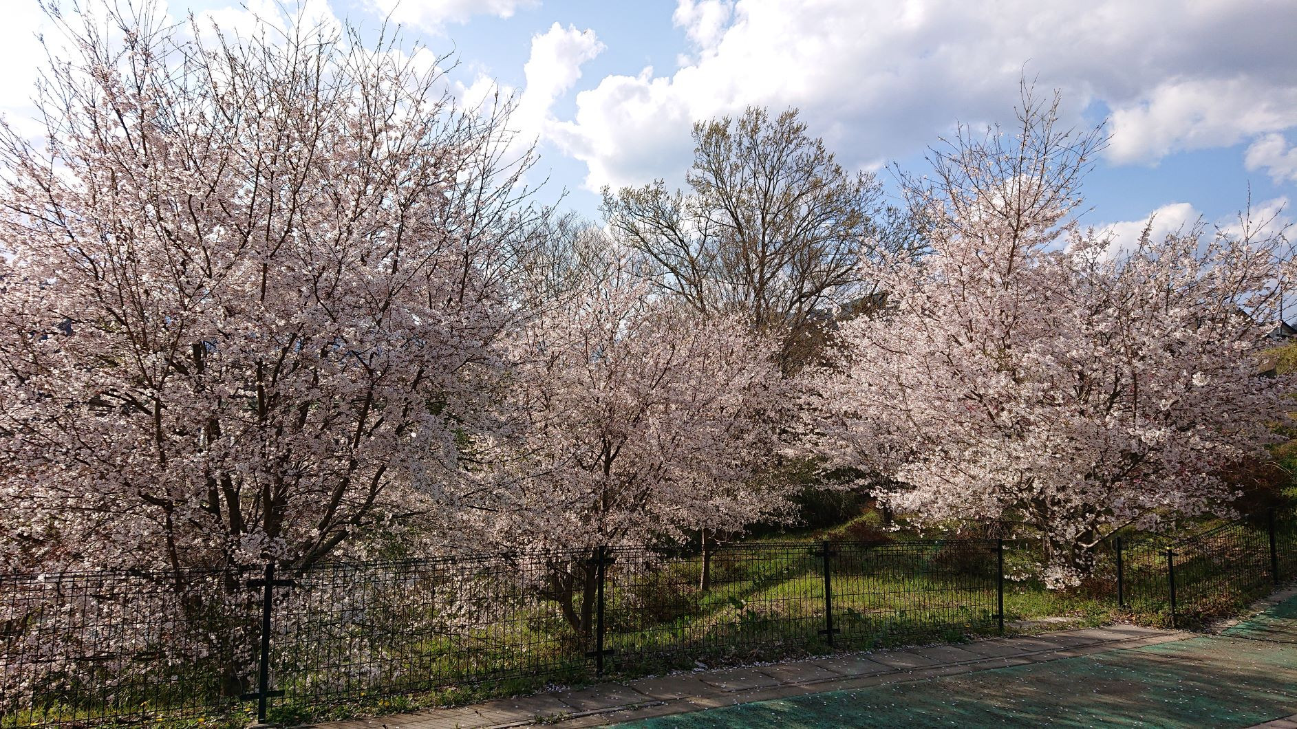 とりさわホールに桜が咲きました【さとう葬祭】