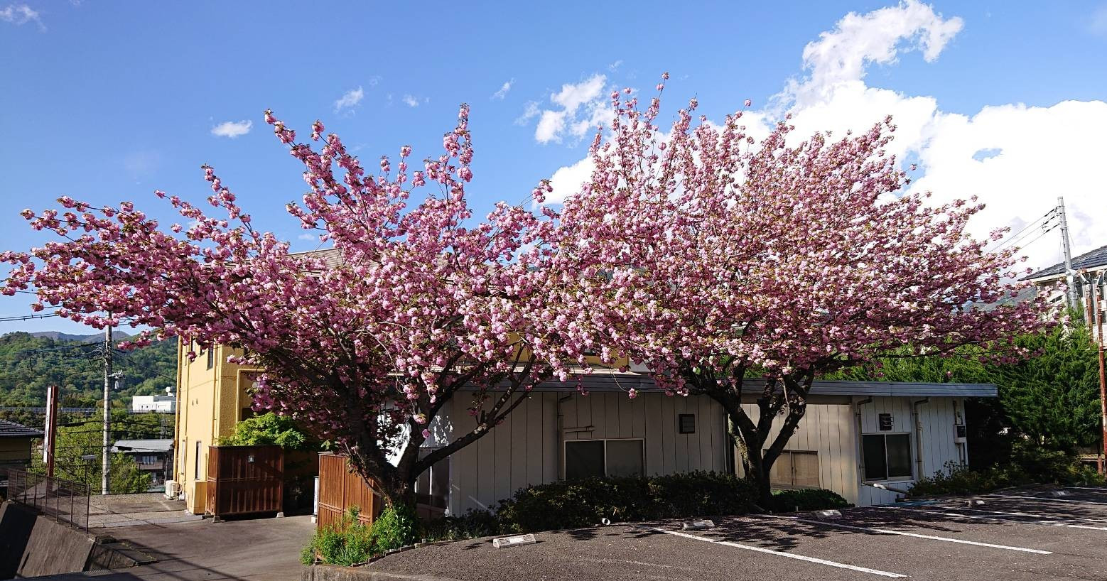 菩提樹で八重桜が咲きました