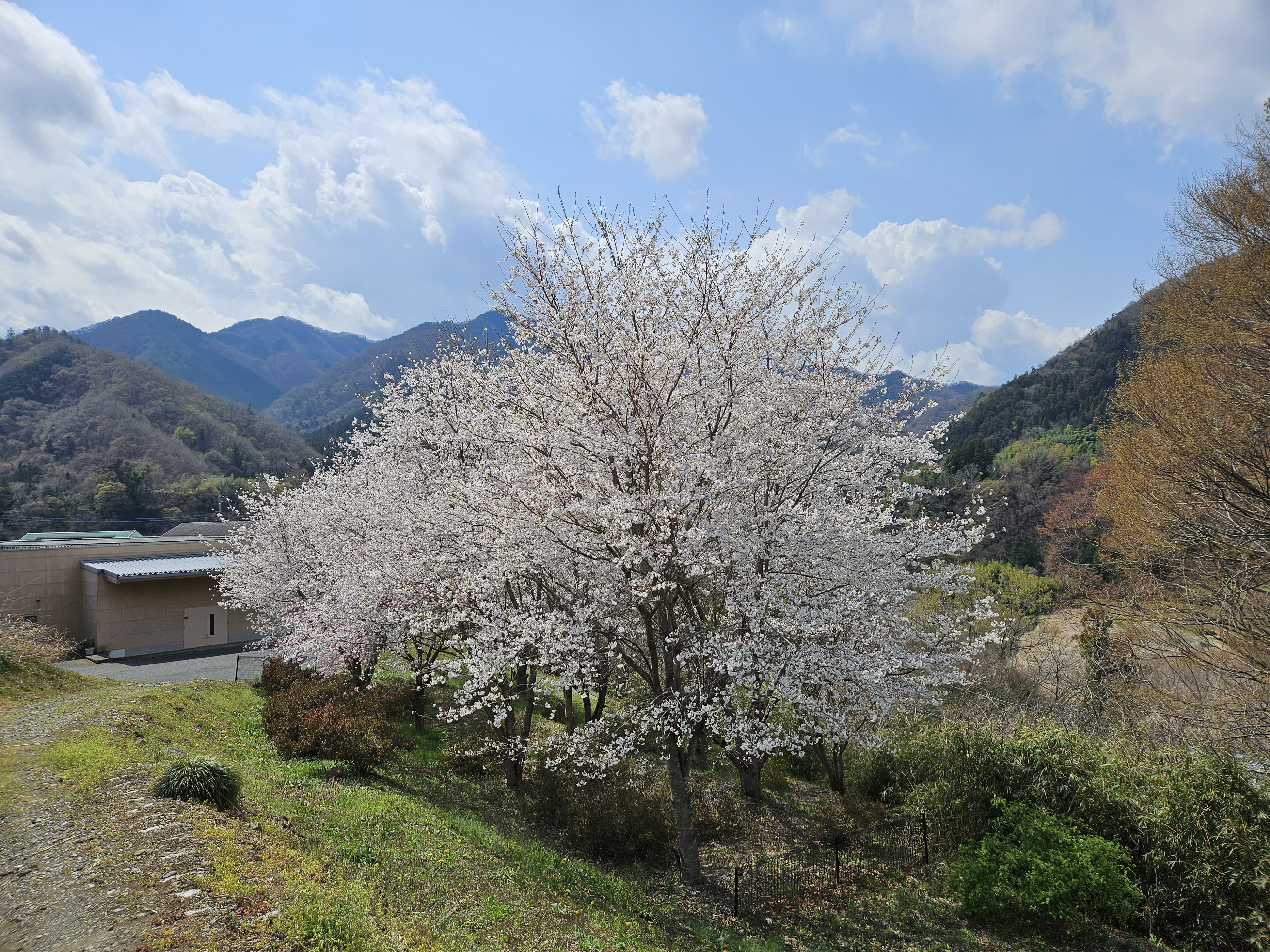 桜が咲きました🌸