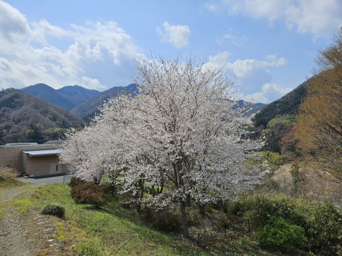桜が咲きました🌸
