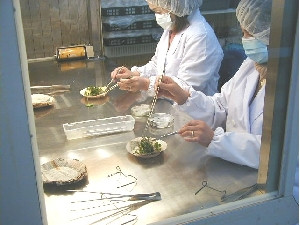 無菌操作で増殖します
