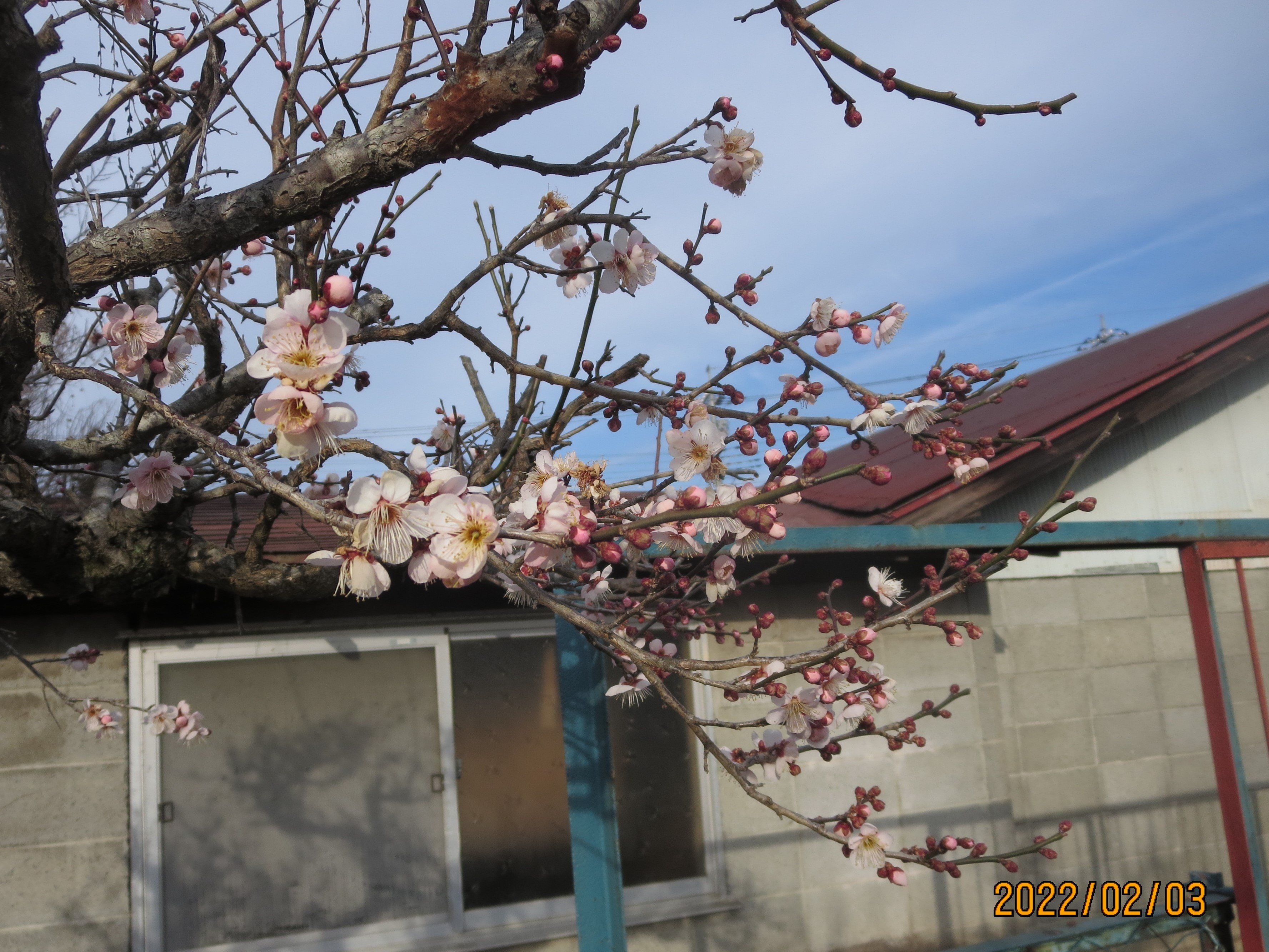 季節限定「桜あんまん」　　販売開始2月13日（日）から　　
