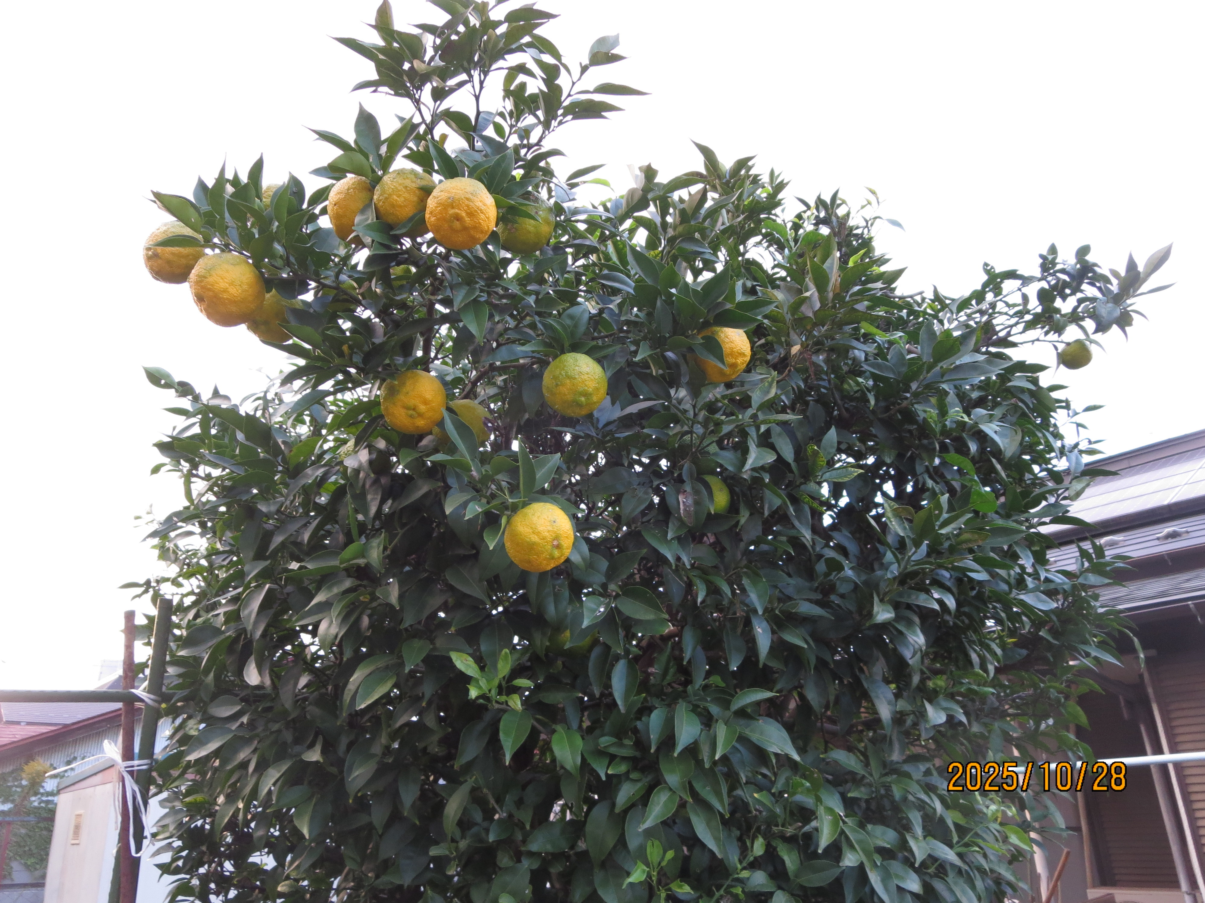 １１月の営業予定