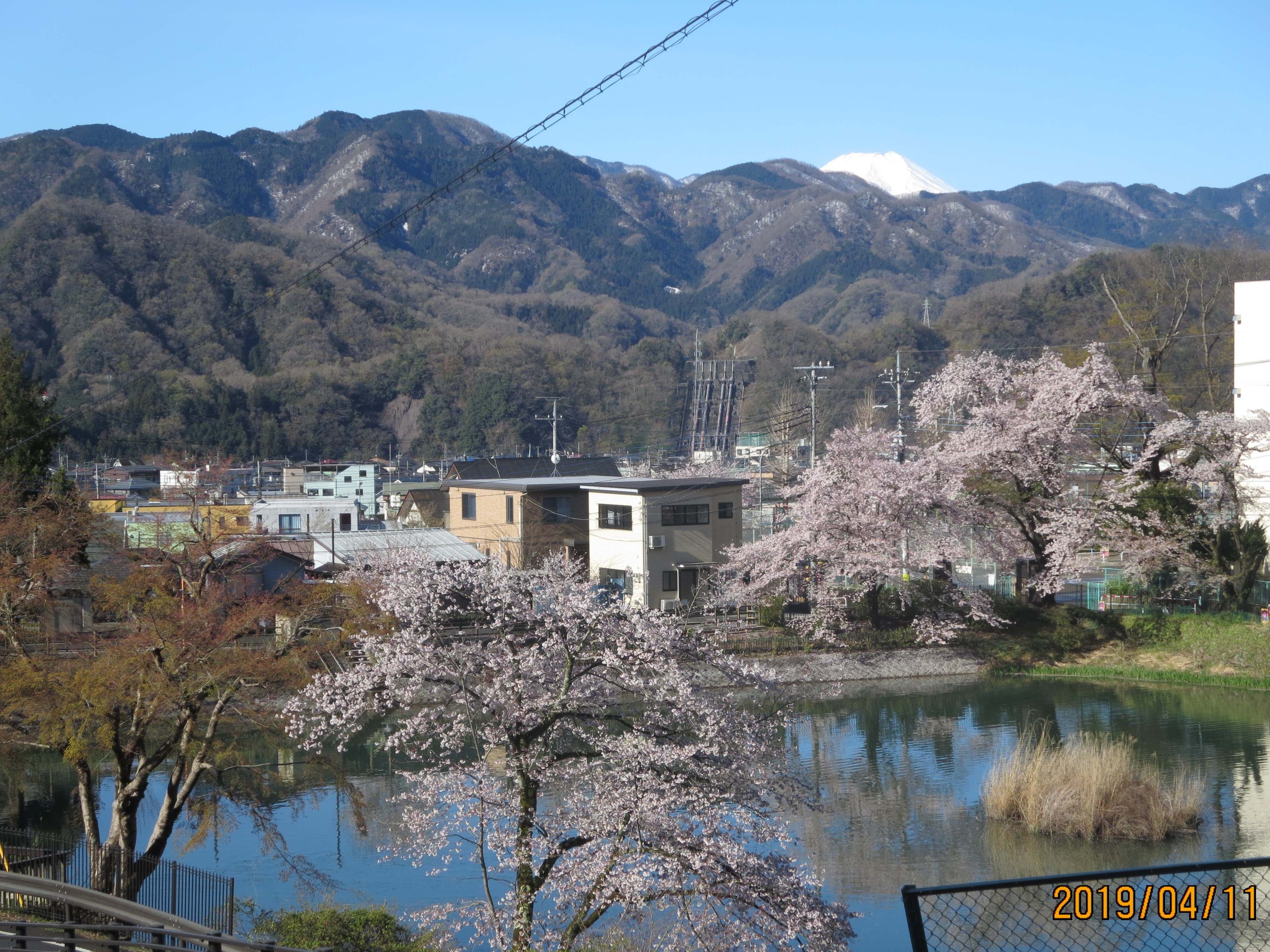 ４月１１日撮影　月見が池と遠くには真っ白な富士山　池の周りの新緑が徐々にに進んでいます。