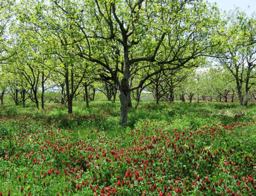 5月連休明けの柿畑（クリムソンクローバーと柿の若葉が美しい）