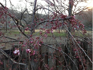 山中湖の桜の状況。
