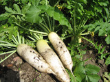 少しずつではございますが、自家菜園で取れた無農薬栽培の野菜をご提供しております