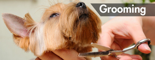 dog-grooming.jpg