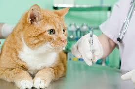 vet-emergency-permethrin-toxicity-in-cats.png