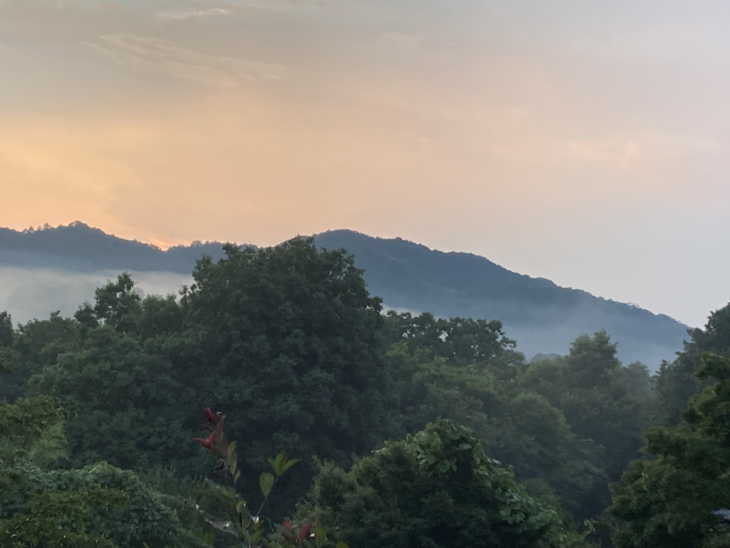 しいの木からの景色