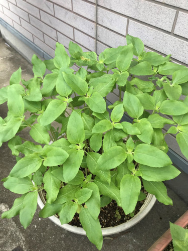 鉢植え.jpg